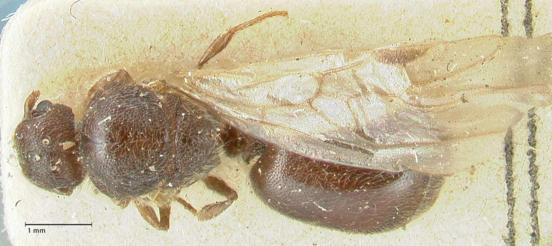 Image of Meranoplus inermis Emery 1895