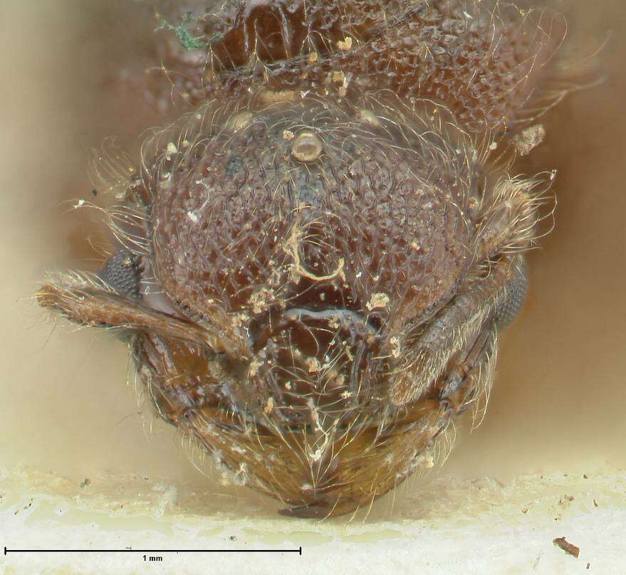 Image of Meranoplus inermis Emery 1895