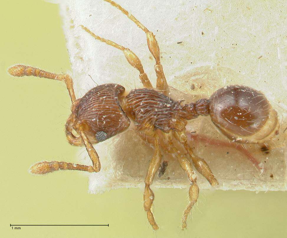 Image de Myrmecina bandarensis Forel 1913