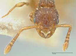 Image de Myrmecina bandarensis Forel 1913