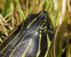 Image of Florida Red-bellied Cooter