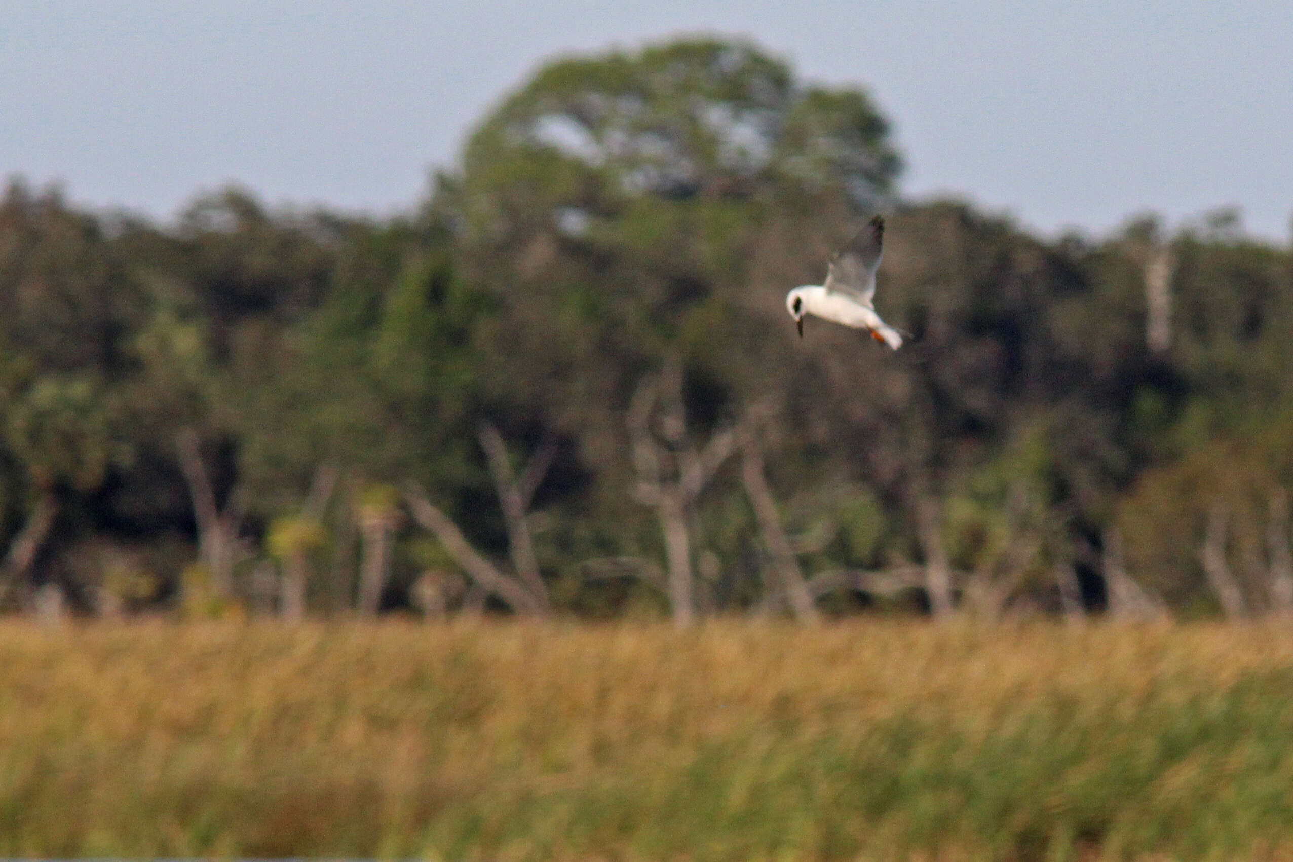 Image of Forster's Tern