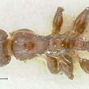 Image of Podomyrma macrophthalma Viehmeyer 1925