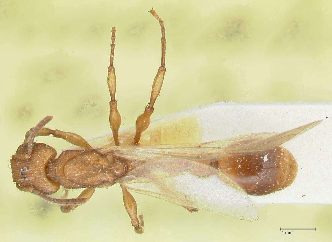 Image of Paratopula sumatrensis (Forel 1913)