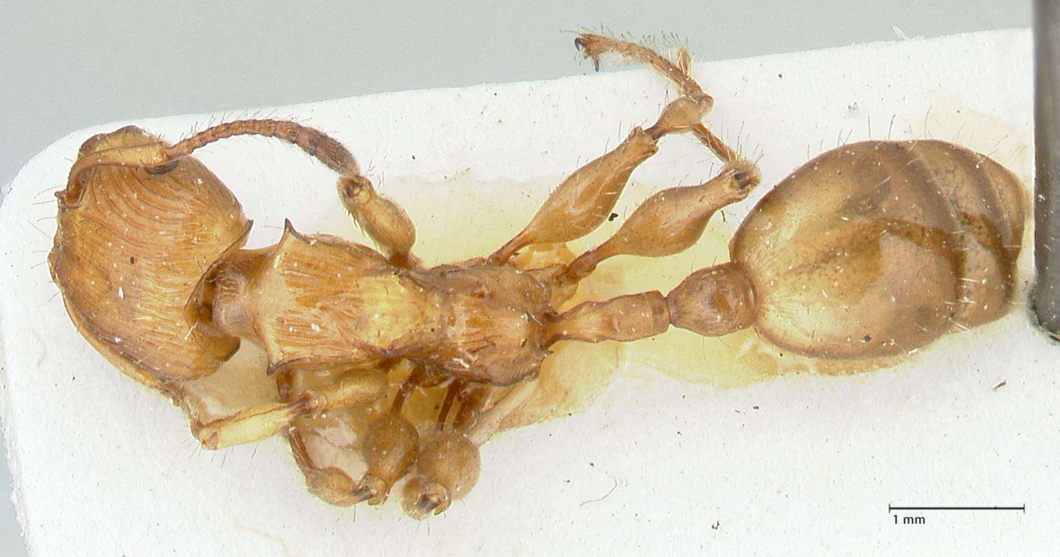 Image de Podomyrma gibbula Viehmeyer 1914