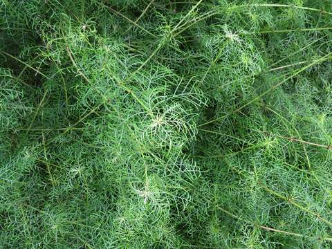 صورة Wollastonia tenuifolia (A. Gray) Orchard