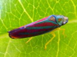 Graphocephala coccinea (Forster & J. R. 1771)的圖片