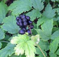 Image of Baneberry