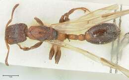 Image de Podomyrma elongata Forel 1895