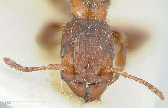 Image de Podomyrma elongata Forel 1895