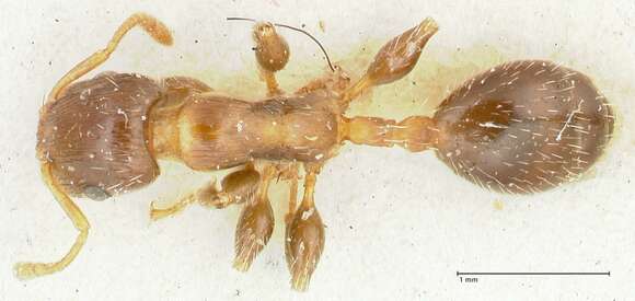 Image de Podomyrma elongata Forel 1895