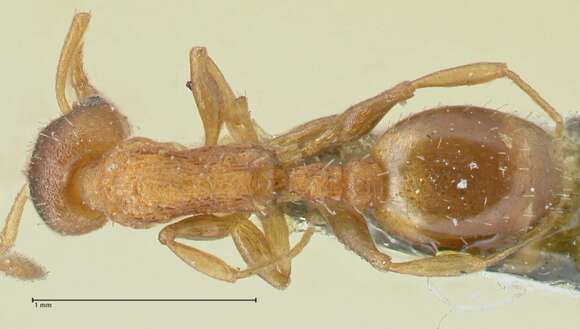 Image de Temnothorax affinis