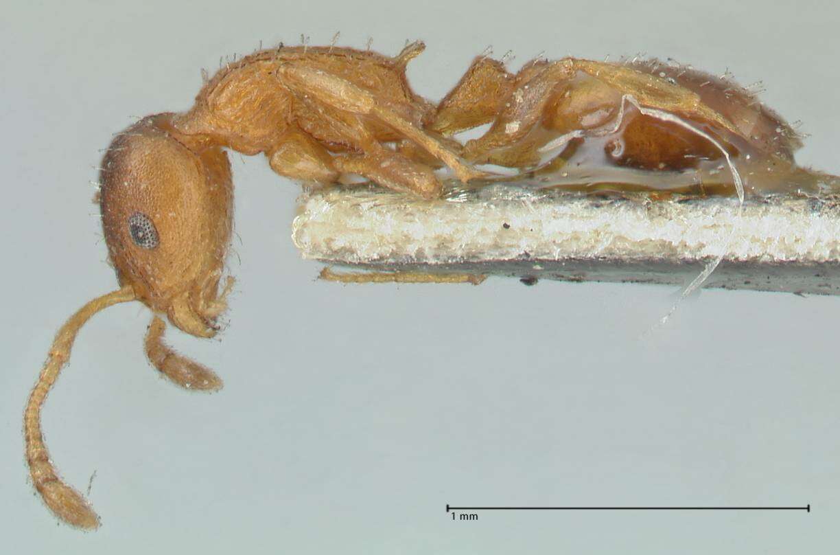 Image de Temnothorax affinis