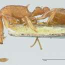 Image of Temnothorax affinis
