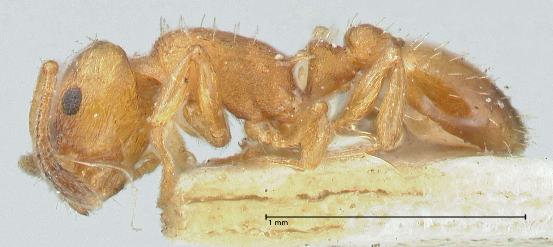 Image of <i>Temnothorax interruptus</i>