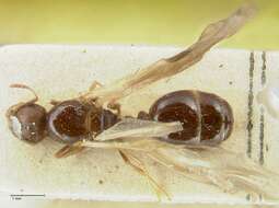 Image of Tetramorium caespitum (Linnaeus 1758)