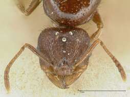 Image of Tetramorium caespitum (Linnaeus 1758)