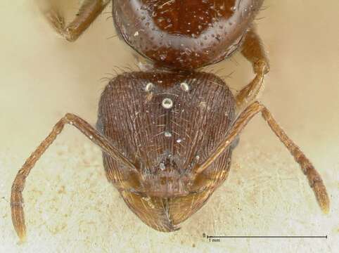 Image of Tetramorium caespitum (Linnaeus 1758)