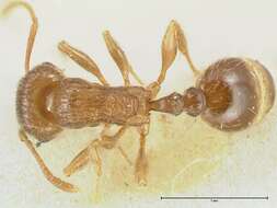 Image of Tetramorium caespitum (Linnaeus 1758)