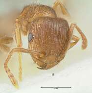 Image of Tetramorium caespitum (Linnaeus 1758)