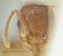 Image of Tetramorium caespitum (Linnaeus 1758)