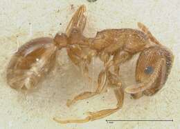 Image of Tetramorium caespitum (Linnaeus 1758)