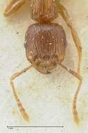 Image of Tetramorium caespitum (Linnaeus 1758)