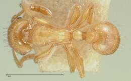 Image of Strongylognathus karawajewi Pisarski 1966