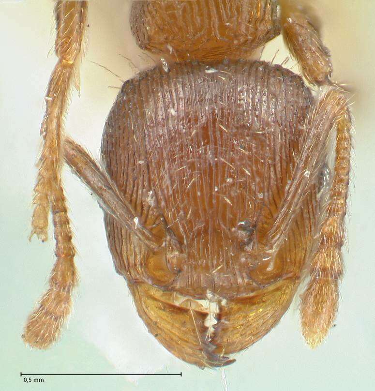 Image of Tetramorium forte Forel 1904