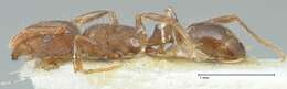 Image of Tetramorium forte Forel 1904