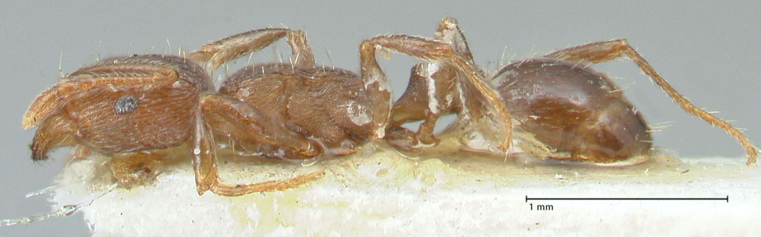 Image of Tetramorium forte Forel 1904