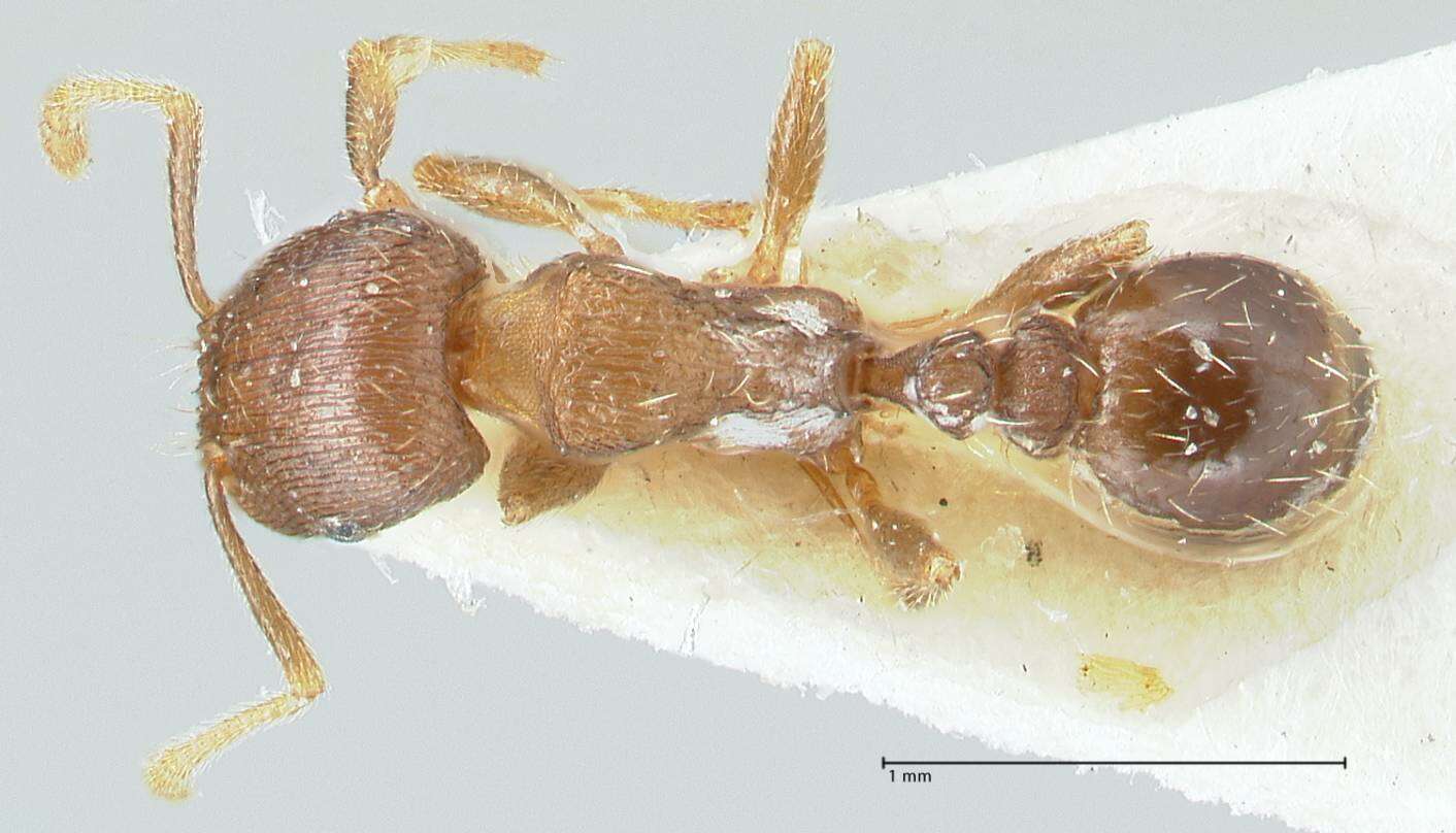 Image of Tetramorium forte Forel 1904