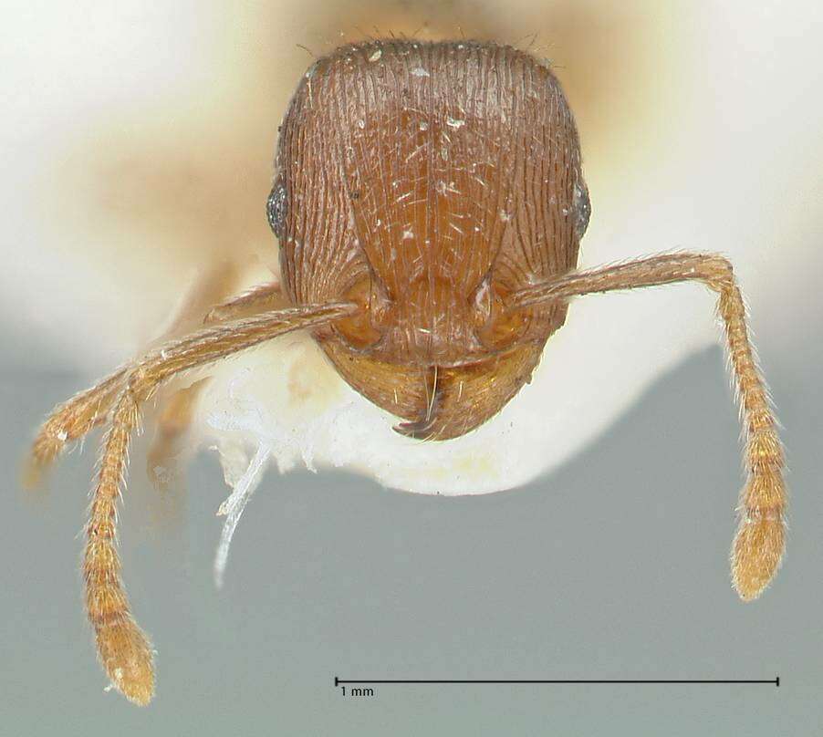 Image of Tetramorium forte Forel 1904