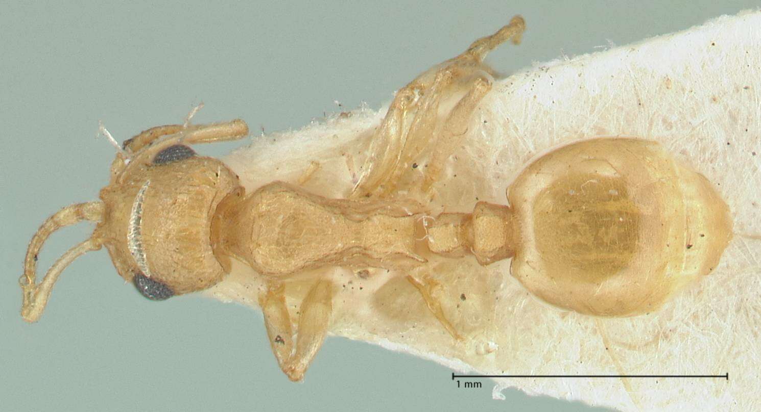 Image de Temnothorax laciniatus