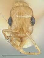 Image de Temnothorax laciniatus