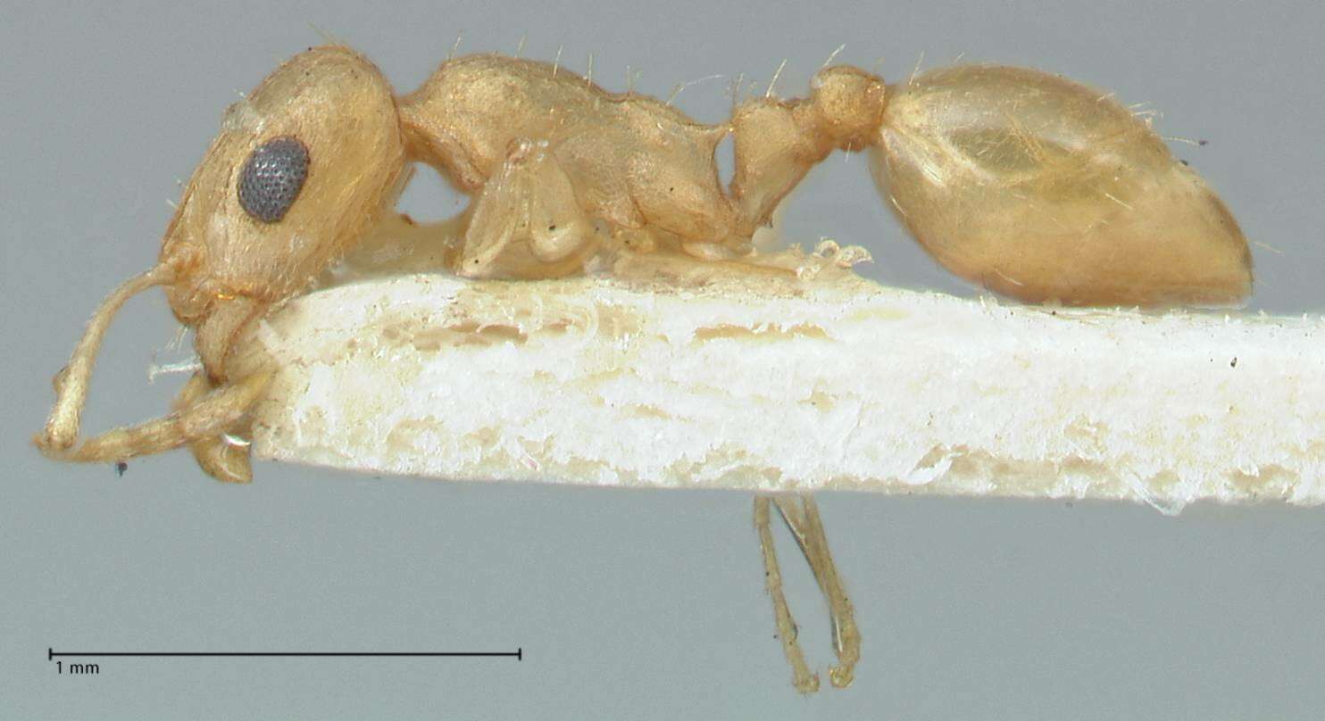 Image de Temnothorax laciniatus