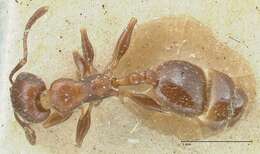 Image of Temnothorax risii