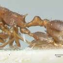 Image of Temnothorax risii