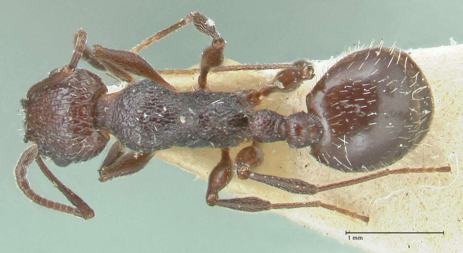 Image of <i>Temnothorax cabrerae</i>