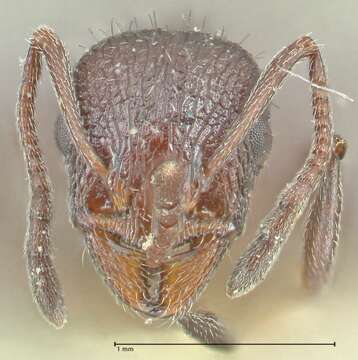 Image of Myrmicinae