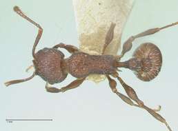 Image de Temnothorax bugnioni