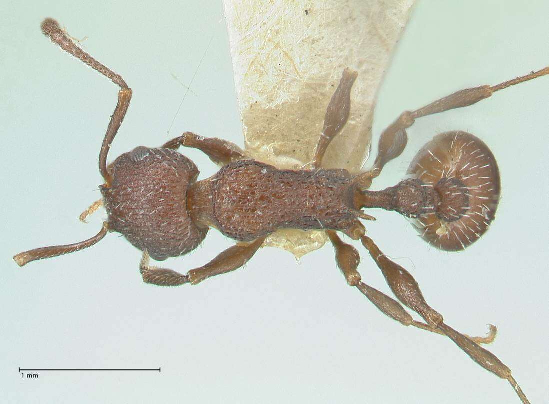 Image de Temnothorax bugnioni