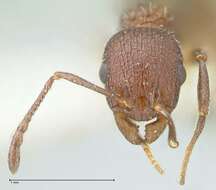 Image de Temnothorax bugnioni