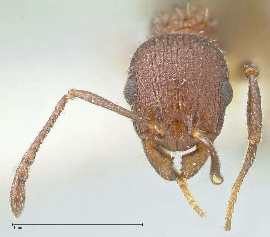 Image de Temnothorax bugnioni