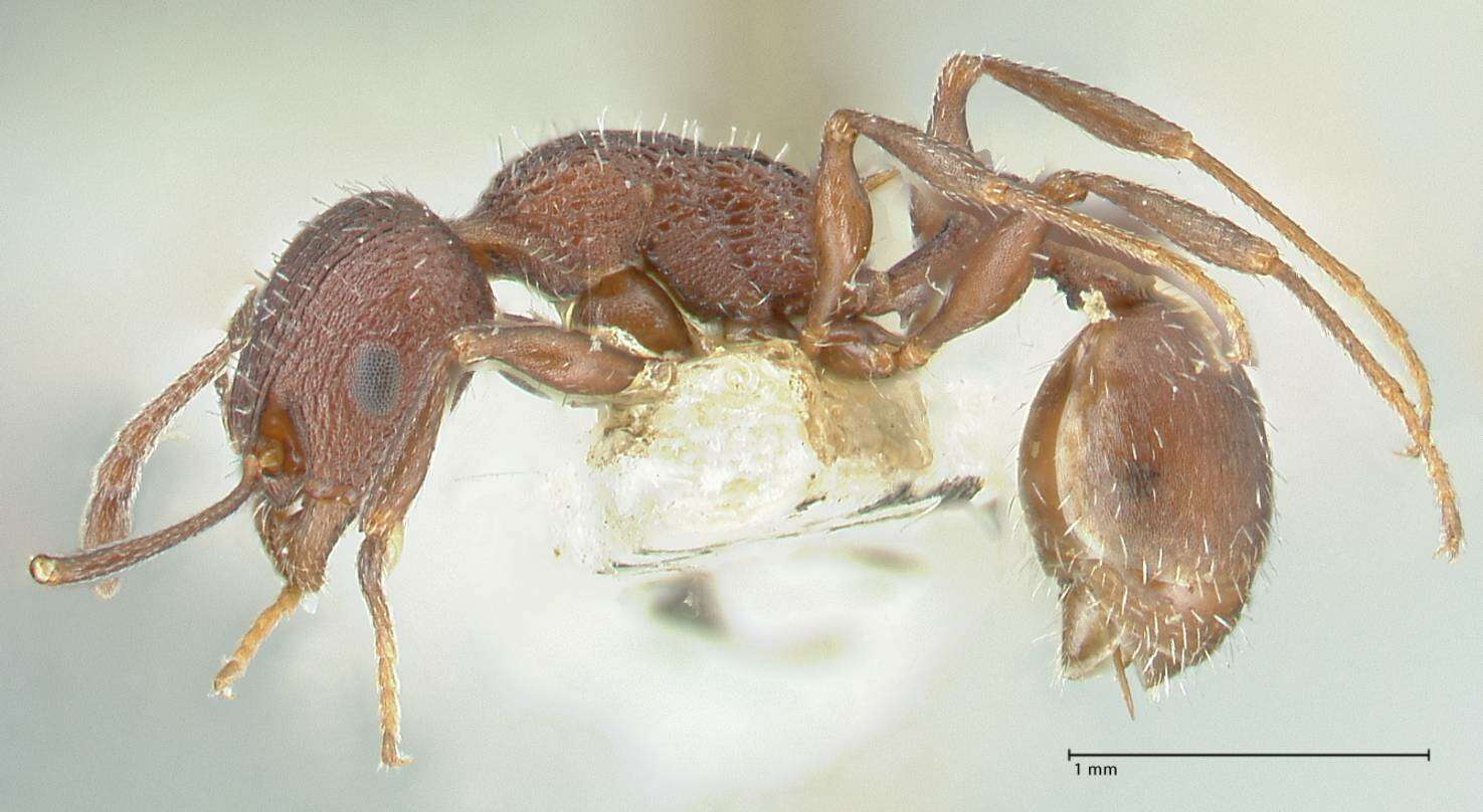 Image de Temnothorax bugnioni