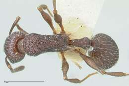 Image de Temnothorax bugnioni