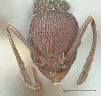 Image de Temnothorax bugnioni