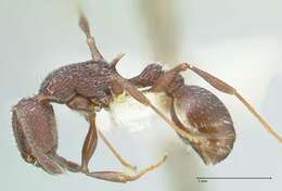 Image de Temnothorax bugnioni