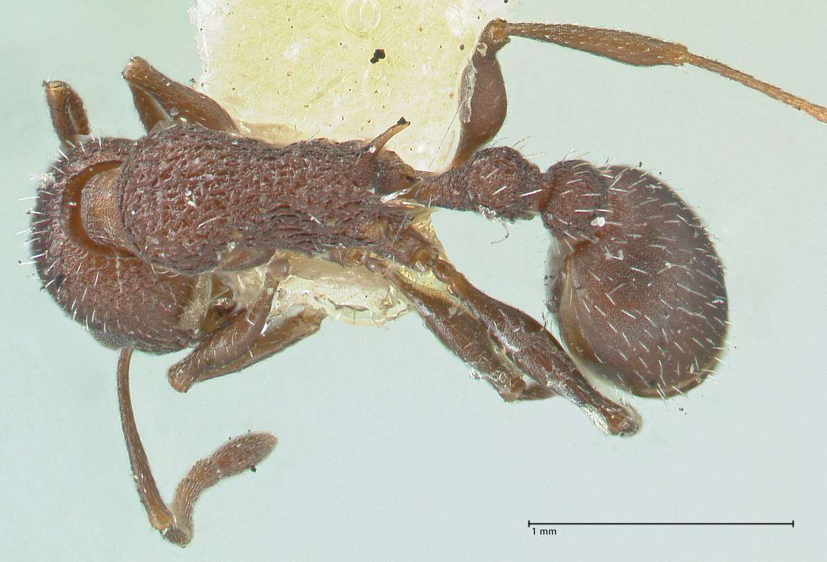 Image de Temnothorax bugnioni