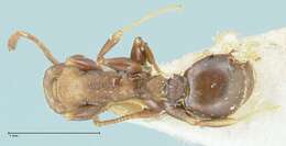 Image of Nesomyrmex grisoni